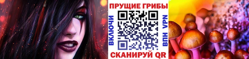 Галлюциногенные грибы Psilocybe  Купить закладки  Николаевск-на-Амуре 